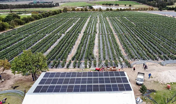 A shed roof in an orchard during installation